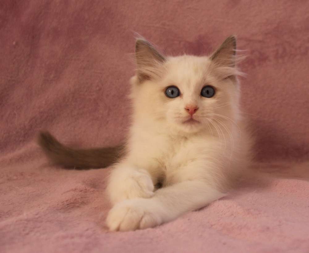 Bilbo